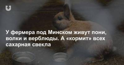 Ангела Меркель - У фермера под Минском живут пони, волки и верблюды. А кормит всех сахарная свекла - skuke.net - Минск
