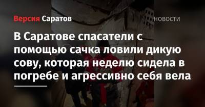 В Саратове спасатели с помощью сачка ловили дикую сову, которая неделю сидела в погребе и агрессивно себя вела - nversia.ru - Саратов - район Ленинский