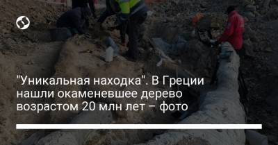 "Уникальная находка". В Греции нашли окаменевшее дерево возрастом 20 млн лет – фото - liga.net - США - Греция