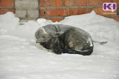 В Вуктыле более 1,1 млн рублей готовы потратить на отлов бездомных псов - komiinform.ru