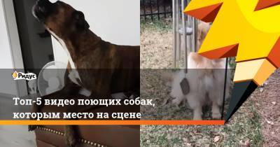Уитни Хьюстон - Топ-5 видео поющих собак, которым место насцене - ridus.ru