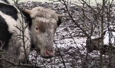 Горе-фермер устроил концлагерь для животных на Львовщине, односельчане в ужасе: "Зимой едят снег, а летом..." - politeka.net