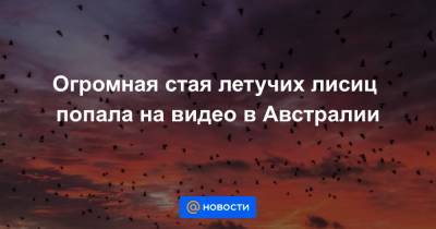 Огромная стая летучих лисиц попала на видео в Австралии - news.mail.ru - Австралия - Мадагаскар - Гвинея