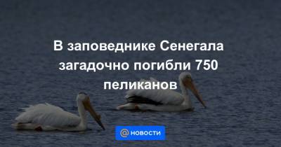 В заповеднике Сенегала загадочно погибли 750 пеликанов - news.mail.ru - Сенегал
