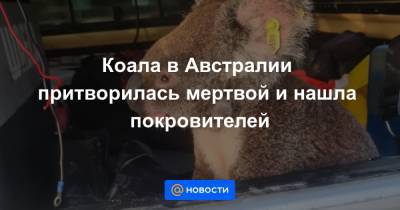 Коала в Австралии притворилась мертвой и нашла покровителей - news.mail.ru - Австралия