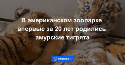 В американском зоопарке впервые за 20 лет родились амурские тигрята - news.mail.ru - США - Кливленд