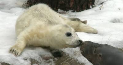 В Рижском зоопарке родился тюлененок - lv.sputniknews.ru - Рига