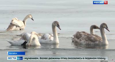 Стаю замерзающих на Солёном озере лебедей спасли жители Батайска - dontr.ru - Батайск