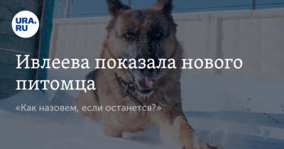 Анастасия Ивлеева - Анна Ковальчук - Ивлеева показала нового питомца. «Как назовем, если останется?» - ura.news
