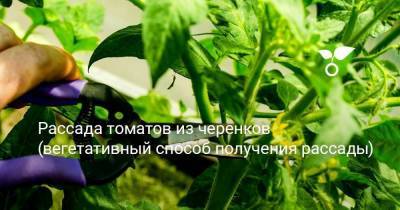 Рассада томатов из черенков (вегетативный способ получения рассады) - skuke.net
