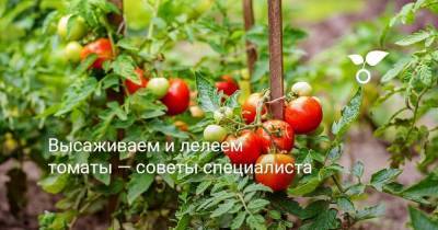Высаживаем и лелеем томаты — советы специалиста - skuke.net