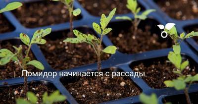 Помидор начинается с рассады - skuke.net - Россия - Ростовская обл.