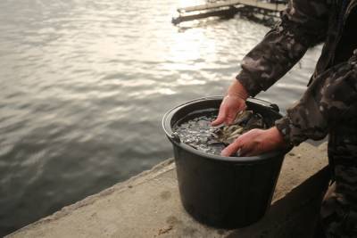На 8,6 млн штук молоди рыбы пополнились водоемы Волгоградской области - volg.mk.ru - Волгоградская обл.