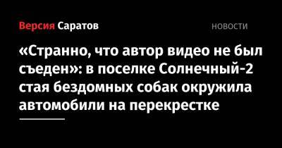 «Странно, что автор видео не был съеден»: в поселке Солнечный-2 стая бездомных собак окружила автомобили на перекрестке - nversia.ru - Саратова