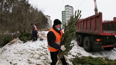 Вторая жизнь ёлок. Как выброшенные новогодние деревья помогут благоустроить Воронеж - vestivrn.ru - Воронеж