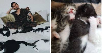 Мимими дня: мужчина показал жизнь с пятью котиками, которых приютил два года назад - tsn.ua - Лондон