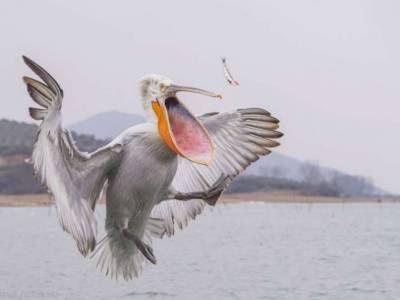 В Сенегале произошел массовый мор пеликанов - lenta.ua - Сенегал - Мавритания