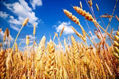 Агро - Иордания приобрела украинскую пшеницу - 24tv.ua - Иордания