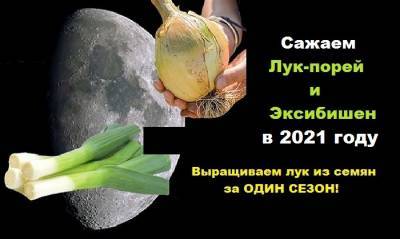 Когда сажать лук-порей и Эксибишен на рассаду в 2021 году: оптимальные сроки для регионов по Лунному календарю - yur-gazeta.ru - Московская обл.