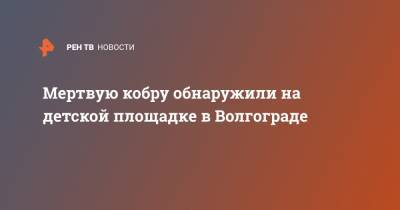 Мертвую кобру обнаружили на детской площадке в Волгограде - ren.tv - Волгоград