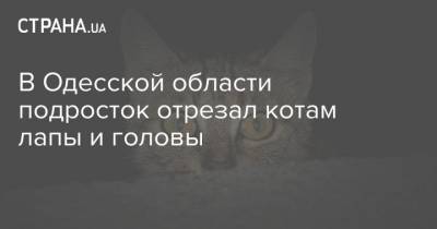 В Одесской области подросток отрезал котам лапы и головы - strana.ua - Львов - Одесская обл. - Измаил