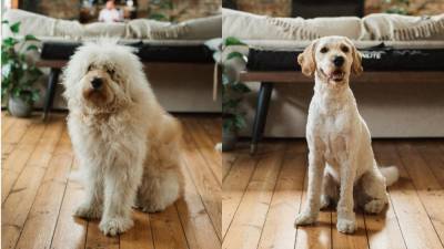 20 примеров, когда стрижка изменила собак до неузнаваемости: владельцы шокированы – смешные фото - 24tv.ua