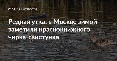 Редкая утка: в Москве зимой заметили краснокнижного чирка-свистунка - mos.ru - Москва