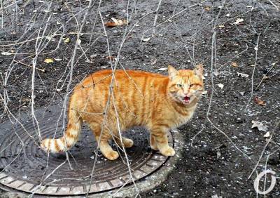 В Одесской области юноша отрезал головы уличным котам - odessa-life.od.ua - Одесская обл.