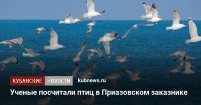 Ученые посчитали птиц в Приазовском заказнике - kubnews.ru
