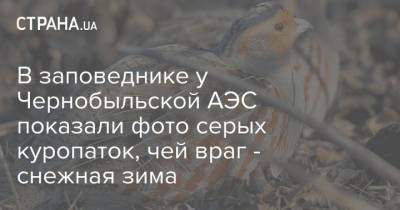 В заповеднике у Чернобыльской АЭС показали фото серых куропаток, чей враг - снежная зима - strana.ua