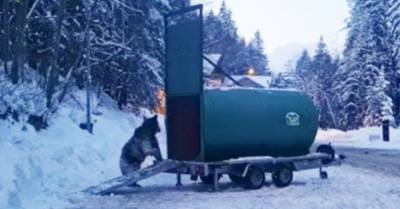 В Румынии поймали медведя, который терроризировал лыжников на склонах (ВИДЕО) - enovosty.com - Румыния