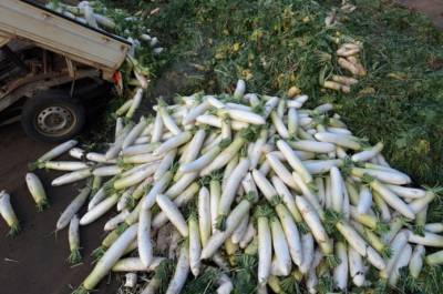 Коронакризис: фермеры бедны при хорошем урожае - agroportal.ua - Токио - Япония