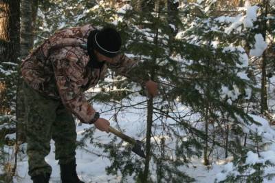 Более 200 кубометров елок незаконно вырубили в Хабаровском крае - hab.aif.ru - Хабаровский край