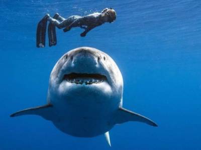 В сети появились кадры экстремального побега дайвера от охотящейся акулы (ВИДЕО) - lenta.ua - Юар