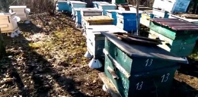 «Вот это начало 2021 года»: видео аномалии в Одесской области, проснулись даже пчелы - odessa.politeka.net - Одесса - Одесская обл.