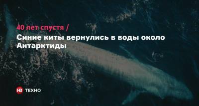 40 лет спустя. Синие киты вернулись в воды около Антарктиды - nv.ua - Шотландия - Антарктида