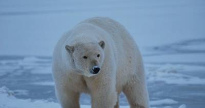Переселение белых медведей в Антарктиду не спасет их от вымирания, - ученые - focus.ua - Антарктида - Арктика