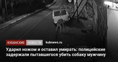 Ударил ножом и оставил умирать: полицейские задержали пытавшегося убить собаку мужчину - kubnews.ru - Сочи - Краснодарский край - Волгоградская обл.
