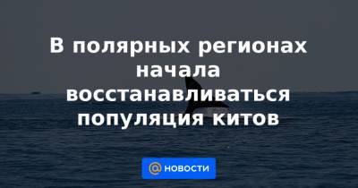 В полярных регионах начала восстанавливаться популяция китов - news.mail.ru