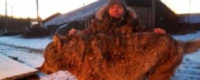В селах ЕАО стая волков нападает на собак - runews24.ru - Еврейская обл.