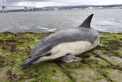 Интересный факт дня: Почему киты и дельфины выбрасываются на берег - techno.bigmir.net - Новая Зеландия