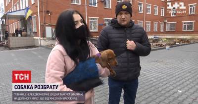 В Виннице из-за двухмесячного щенка таксист подрался с пассажирами - tsn.ua