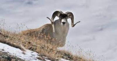 В Хороге из-за холодов горные козлы стали чаще спускаться к населенным пунктам в поисках пищи - dialog.tj - Хорог