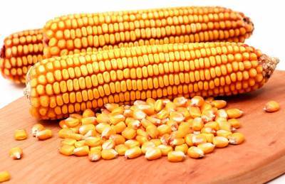 Аргентина приостанавливает экспорт кукурузы: цены отреагировали - agroportal.ua - США - Аргентина