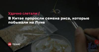 Удачно слетали. В Китае проросли семена риса, которые побывали на Луне - nv.ua - Китай