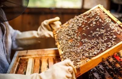 Дмитрий Николаев - UHBDP объединяет более 5 тысяч пчеловодов - agroportal.ua