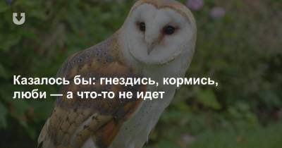 Как орнитологи заманивают в Беларусь очень редких и красивых сов, а те все никак не прилетят - news.tut.by - Белоруссия - Брест