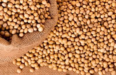 Россия вводит пошлину на экспорт сои - agroportal.ua - Россия