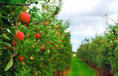 На Волыни заложили более 100 га плодово-ягодных насаждений - agroportal.ua