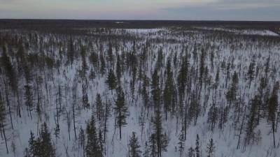 В Ленобласти объявили предупреждение о погоде на ближайшие дни - piter.tv - Ленинградская обл.